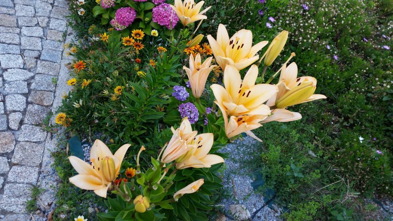 Quinta Do Sol Homestay Alijo
