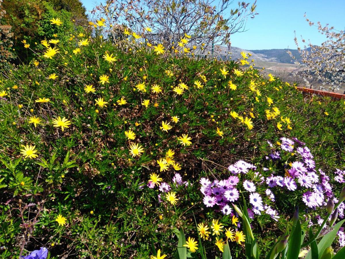 Quinta Do Sol Homestay Alijo