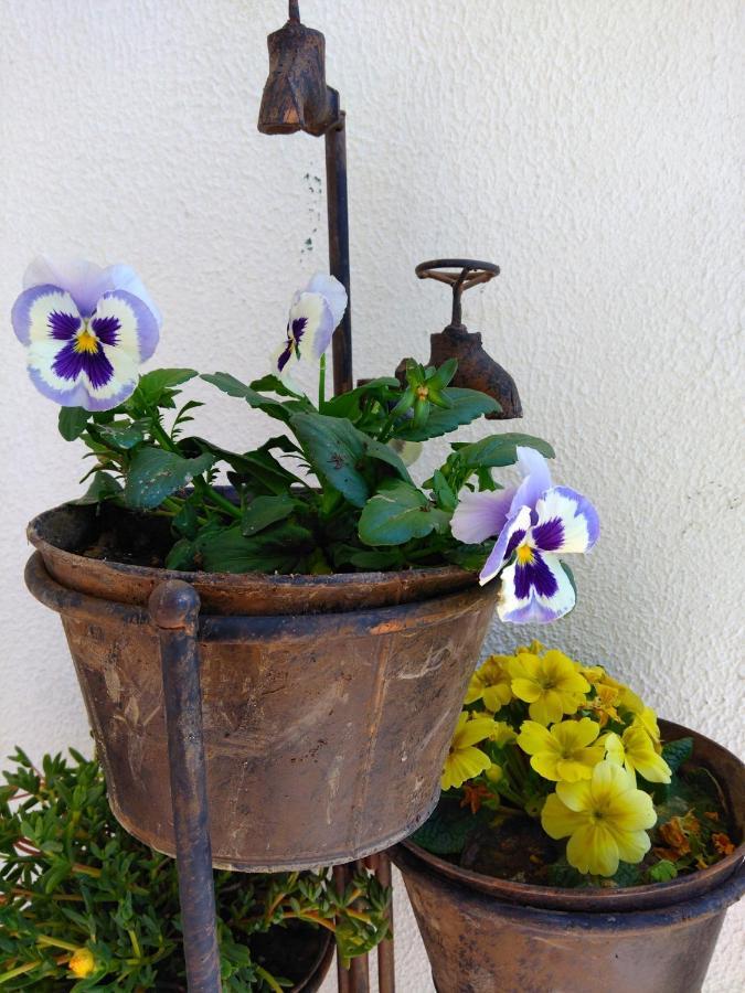Quinta Do Sol Homestay *